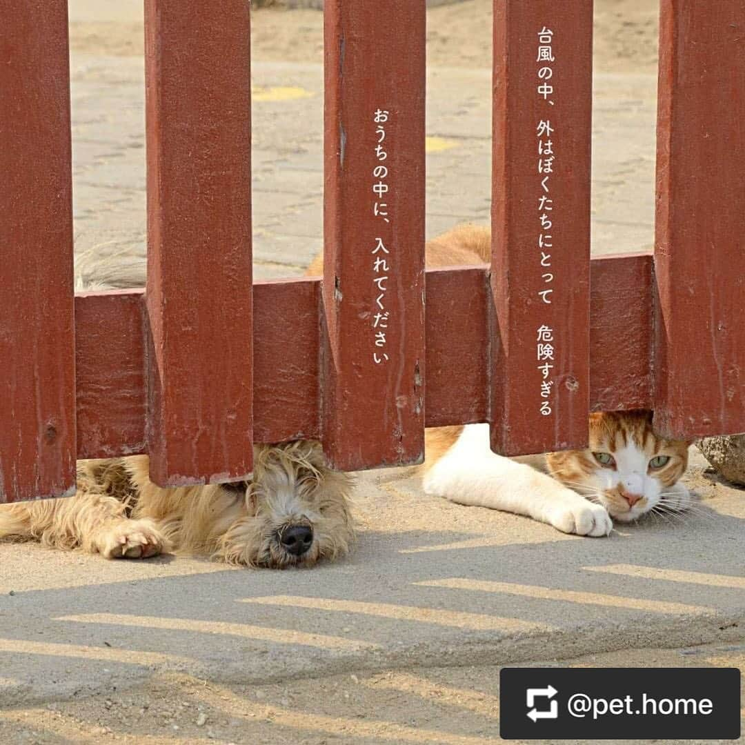 小野真弓さんのインスタグラム写真 - (小野真弓Instagram)「リポストさせて頂きます。@pet.home 台風15号の際、迷子になってしまった子もいたそうです😢お外は危険過ぎます。人も動物も吹き飛ばされるレベルです。 台風時は、お外の子もおうちの中に入れてあげてください。迷子札がない子は念のため用意してあげて下さい。 宜しくお願い致します🐶😺🦜🐰🦊🦔🦉🐷🐹🐿 #ペットは家族」10月10日 19時09分 - hanaharuaroi