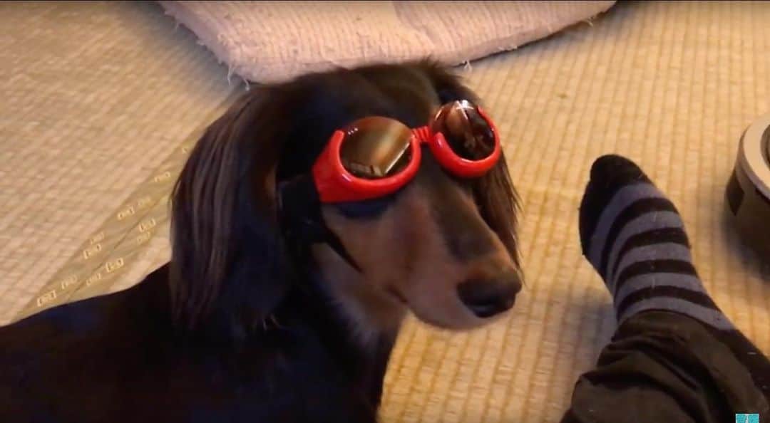 すしらーめん《りく》のインスタグラム：「（チラッ…ガデキナイゾ‼︎‼︎） #dog #sunglasses」