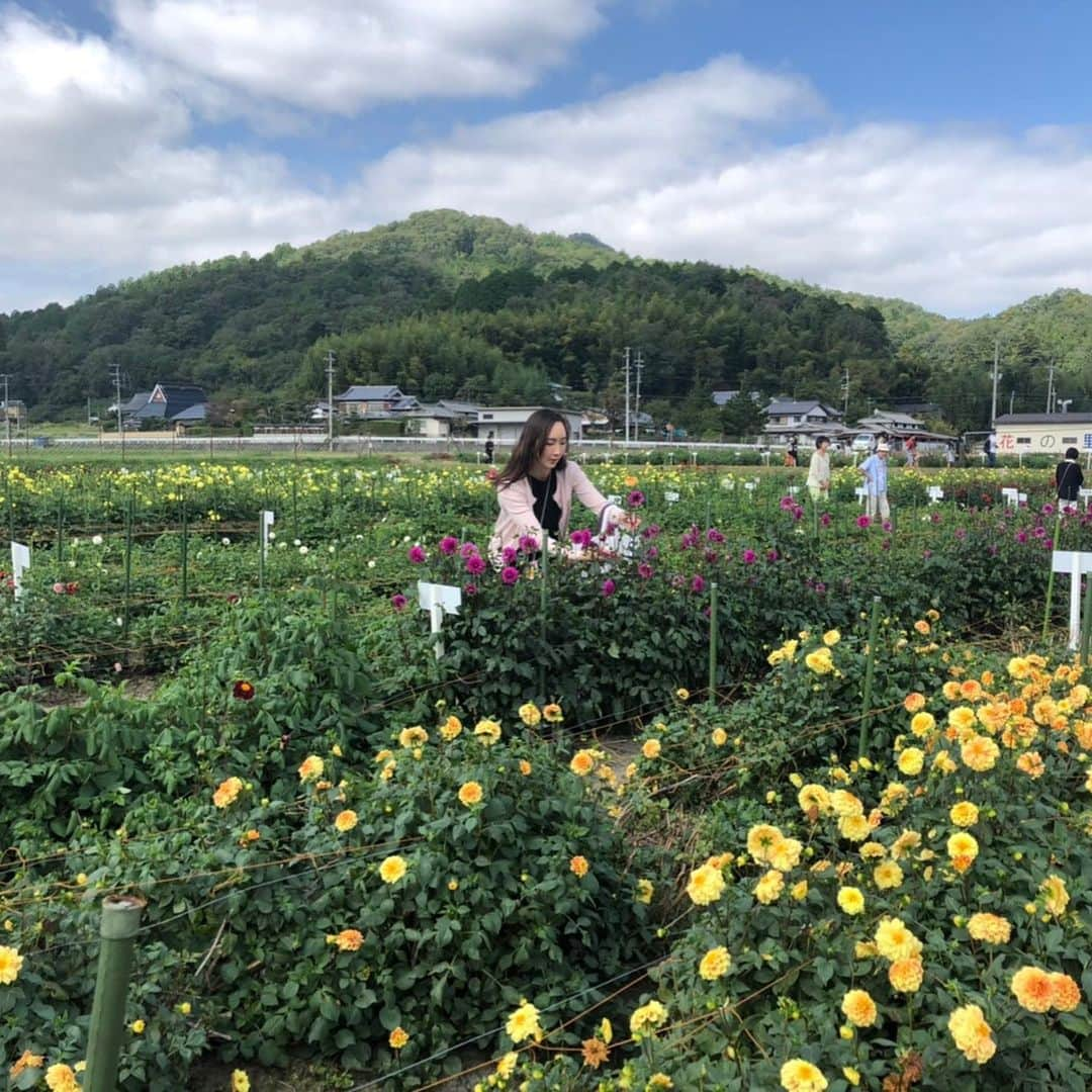 凰津りささんのインスタグラム写真 - (凰津りさInstagram)「ダリア摘み🌼 . . 宝塚市にあるダリア園へダリアを摘みに行ってきました❤️ . もーーぅ✨ 超綺麗で一つ一つおっきくてしっかり咲いていて、色鮮やかで最高のお花畑~💐 . たいちゃんが利直をずっと抱っこしてくれたから一人でゆっくりお花を選べました💖 . 私一回死んだんじゃないか⁉️ って思うくらい綺麗なお花畑で一人で感動してたww . な、な、なんと⁉️ これだけ摘んでも1000円だよ‼️ . 普段は入園料200円で一本100円で摘めるらしいけど、 私が行った日は宝塚のワンコインなんちゃらっていうのやってて、500円で入園出来て、ダリア10本持ち帰れる✨というなんとも素晴らしく有り難い企画に遭遇‼️🥰🥰🥰 . . お陰様で我が家は今ダリアだらけで幸せです❤️ . 育児の疲れとか、悩みとか特に無いし、切羽詰ってるつもりもなかったけど、すんごーく癒された😭💐 . 自然のパワー恐るべしっっ‼️ . ダリア摘みたい方は早めに行く事をオススメするよ✨ って言っても台風来るから三連休はあかんね💦 . . インスタ、 ホローwww . . #ダリア #宝塚市西谷 #ダリア園 #最高のお天気 と #最愛の家族 で #ダリア摘み #幸せ〜❤️」10月10日 19時36分 - outsu.risa95