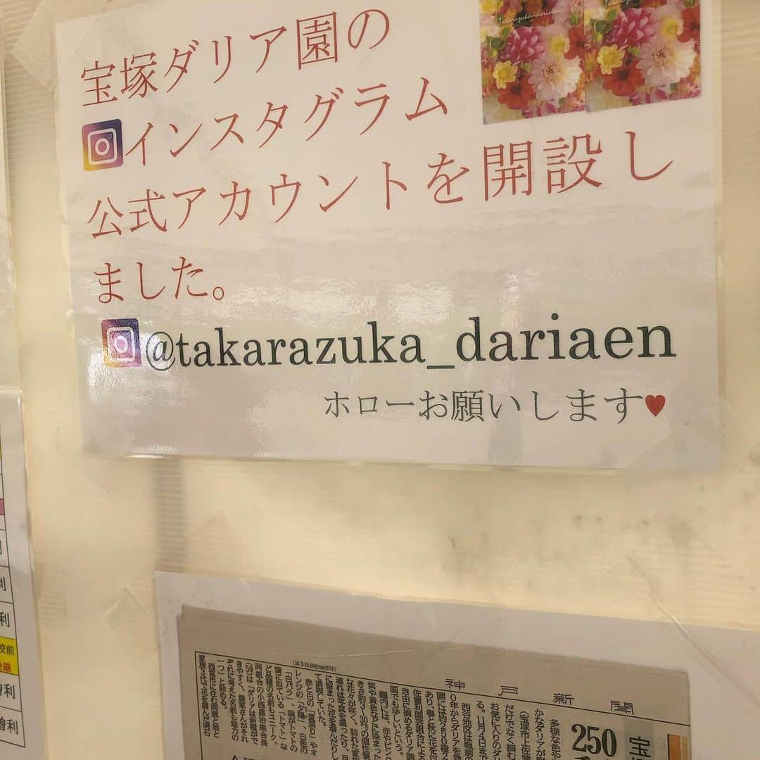 凰津りささんのインスタグラム写真 - (凰津りさInstagram)「ダリア摘み🌼 . . 宝塚市にあるダリア園へダリアを摘みに行ってきました❤️ . もーーぅ✨ 超綺麗で一つ一つおっきくてしっかり咲いていて、色鮮やかで最高のお花畑~💐 . たいちゃんが利直をずっと抱っこしてくれたから一人でゆっくりお花を選べました💖 . 私一回死んだんじゃないか⁉️ って思うくらい綺麗なお花畑で一人で感動してたww . な、な、なんと⁉️ これだけ摘んでも1000円だよ‼️ . 普段は入園料200円で一本100円で摘めるらしいけど、 私が行った日は宝塚のワンコインなんちゃらっていうのやってて、500円で入園出来て、ダリア10本持ち帰れる✨というなんとも素晴らしく有り難い企画に遭遇‼️🥰🥰🥰 . . お陰様で我が家は今ダリアだらけで幸せです❤️ . 育児の疲れとか、悩みとか特に無いし、切羽詰ってるつもりもなかったけど、すんごーく癒された😭💐 . 自然のパワー恐るべしっっ‼️ . ダリア摘みたい方は早めに行く事をオススメするよ✨ って言っても台風来るから三連休はあかんね💦 . . インスタ、 ホローwww . . #ダリア #宝塚市西谷 #ダリア園 #最高のお天気 と #最愛の家族 で #ダリア摘み #幸せ〜❤️」10月10日 19時36分 - outsu.risa95