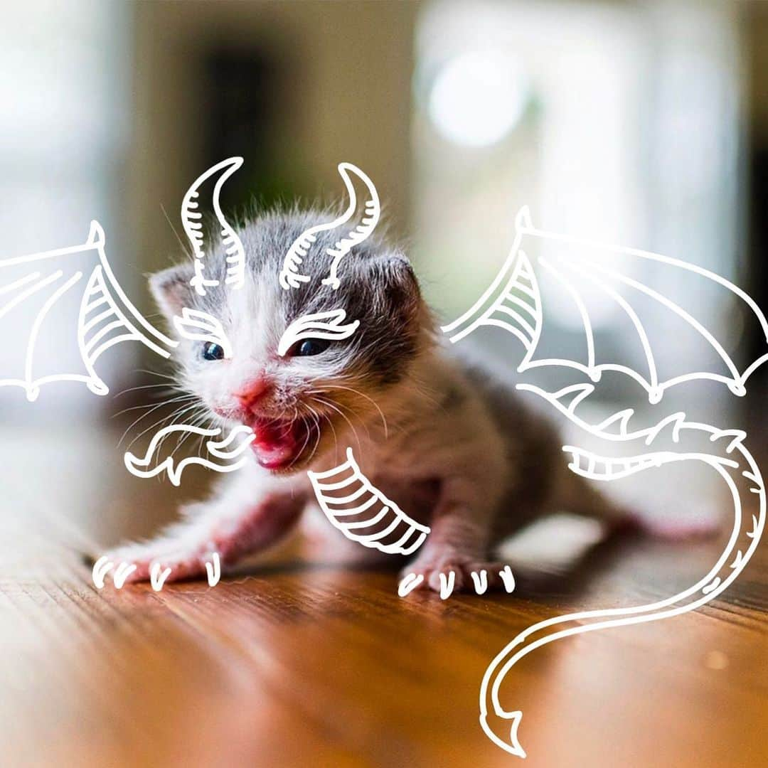 Bob And His Humanのインスタグラム：「Release your inner #dragon and go follow @iamthecatphotographer to see all the amazing work they do for cats and kittens as well see their beautiful photography💕🙌!」