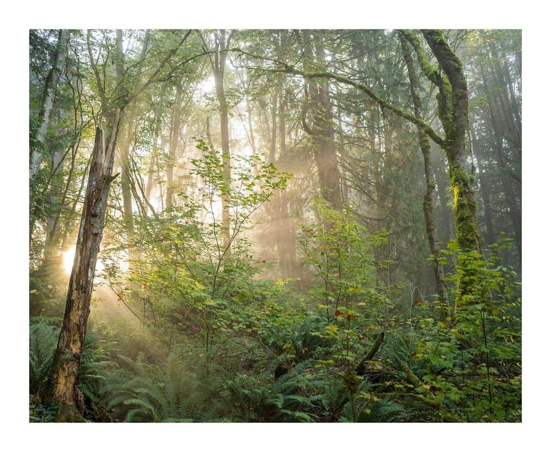 Cory Staudacherのインスタグラム：「Early fall mornings #leicaq2」
