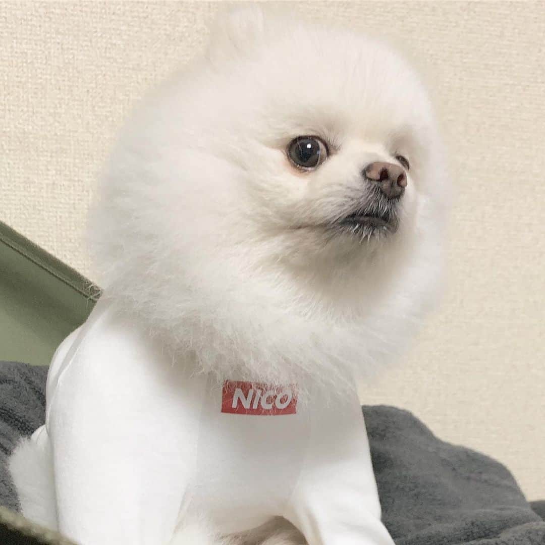 ニコちゃんのインスタグラム