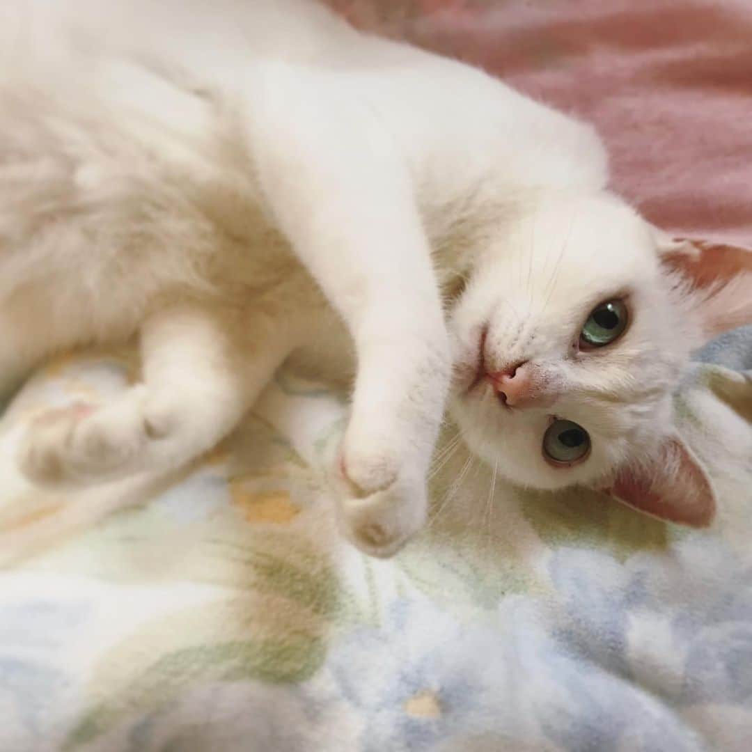 のインスタグラム：「*出演のお知らせ* ⠀ 台風19号の影響が心配ですね。 ⠀ 10月11日(金)17:36頃〜 YTS 山形テレビ「HOT情報」に出演します🐇 ⠀ ハロウィーン仕様の飾りつけでお祭りムードのシベールの杜 天童店さんにお邪魔して、週末にシベール全店で行われるイベント情報を伺ってきました😊💓 ⠀ ご家族やお友だち、好きな人とはもちろん、おひとりで来ても楽しい嬉しい情報満載です！ わたしも食欲全開でレポートして参りました🤤♡笑 ご覧いただけたら嬉しいです♬ ⠀ ⠀ #シベール #シベールの杜天童店  #YTS #山形テレビ #pr #しろねこ #ヘレンさん」