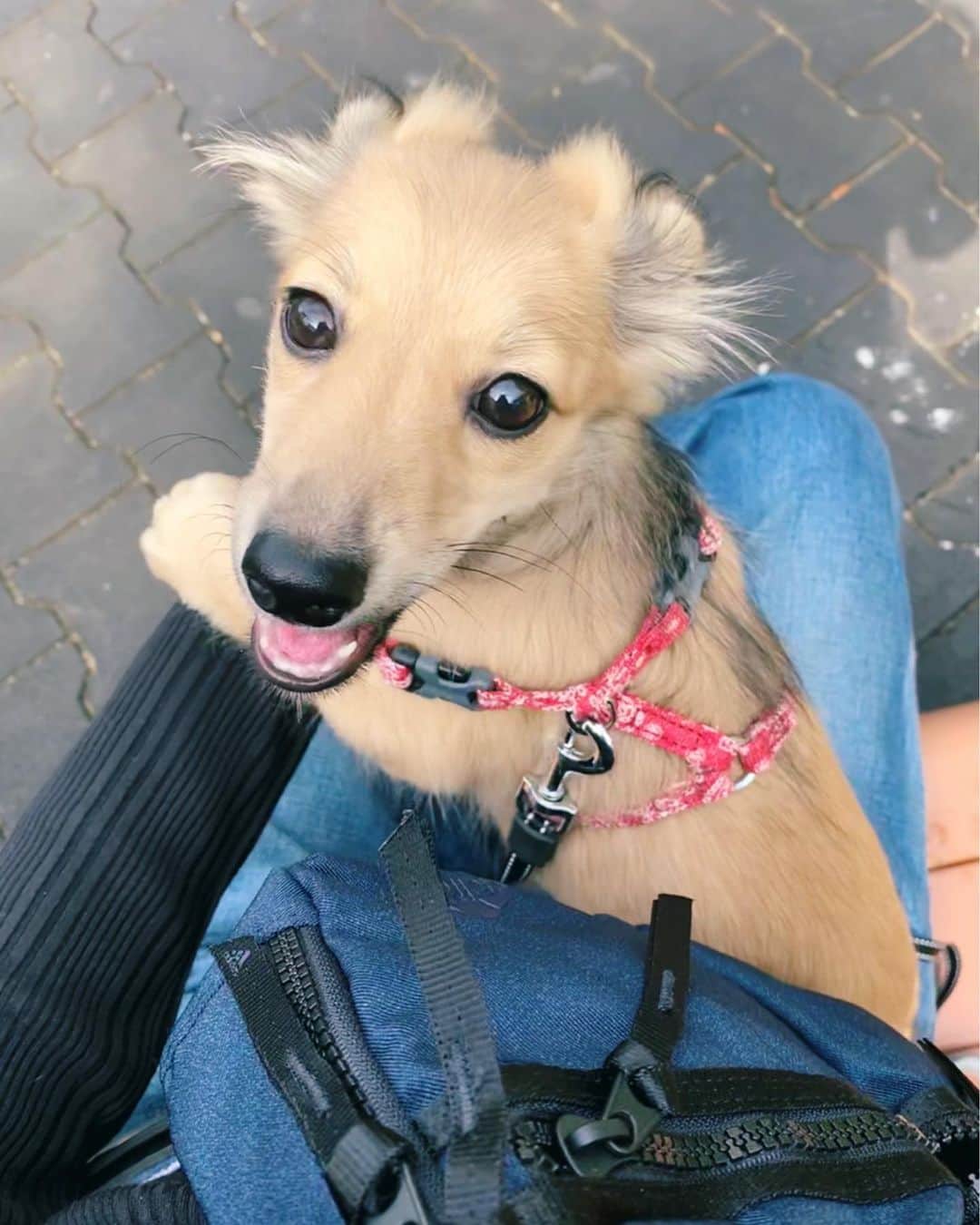 Shiho Sasakiのインスタグラム：「家にやってきた時よりも 顔立ちも大人ぽくなったなぁ🐾 毎日の🐶の散歩に  @adidastokyo × @moussyofficial  のウエストバッグ愛用中❤️ ペットボトルも入るし、実用的も文句無し✨ #MOUSSY#adidas_MOUSSY#adidas」