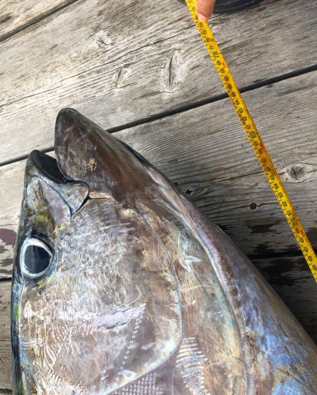 高本采実さんのインスタグラム写真 - (高本采実Instagram)「🐟 「今日は何の日？」 正解の方も多数いらっしゃいました☺️ さすがです🎉✨✨ . 今日10月10日は 「マグロの日」‼ そして「釣りの日」️「缶詰の日」 なんです☺️✨ （他にも○○の日はありますが釣り関連に厳選🌟) . 日本鰹鮪協同組合連合会が 昭和61年（1986年）に 万葉集でマグロ釣りの光景 について詠われた歌にちなみ、 マグロ消費拡大を願って 「マグロの日」 . 全日本釣り団体協議会と日本釣振興会が 昭和52年（1977年）に とと(魚)の語呂合わせから 「釣りの日」 . 日本缶詰協会が 明治10年（1877年）に 北海道 石狩官営缶詰工場で 日本最初の商業生産による缶詰が 作られたことにちなみ 「缶詰の日」 . . 歴史を辿ると面白いことがわかりまして🥰✨ 万葉集に詠われた726年当時の釣法と 現代私達がしている釣りとの比較を また詳しくブログ記事で紹介しようと思います(⁎˃ᴗ˂⁎)🎣💕 . ブログは現在開設準備中ですので （パソコンと日々格闘中😂） 開設したらまたご報告させて頂きますね〜🥳✨ . . . . . #1010 #10月10日 #マグロの日 #釣りの日 #缶詰の日 #ありがとうマグロ 😍🐟 #キハダマグロ #yellowfintuna #マグロ #tuna #ツーショット #マグロとツーショット #オフショア #船釣り #boatfishing #ルアーフィッシング  #ルアー #釣果 #釣り #釣り好き #海 #海釣り #🎣 #釣魚 #钓鱼 #釣りガール #fishinggirl #高本采実 #あやみん #ayamistagram」10月10日 21時32分 - ayami__summer