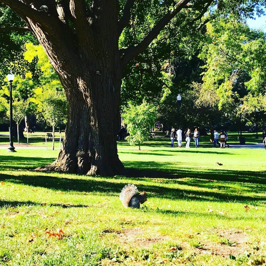 RyosukeTakenakaさんのインスタグラム写真 - (RyosukeTakenakaInstagram)「Lots of squirrels 🐿in Boston Common, It’s getting cold in Boston,though . #boston #park#散歩#留学#海外#america#秋#fall」10月10日 21時39分 - tori.usa8