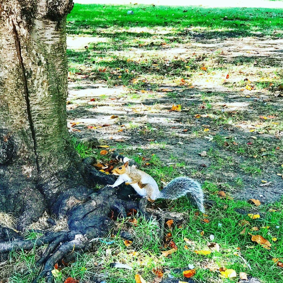 RyosukeTakenakaのインスタグラム：「Lots of squirrels 🐿in Boston Common, It’s getting cold in Boston,though . #boston #park#散歩#留学#海外#america#秋#fall」