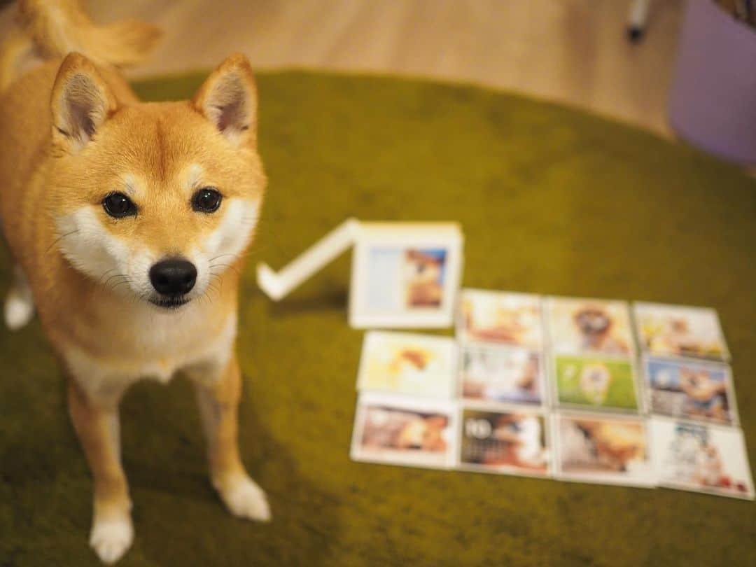 豆柴にこちゃんさんのインスタグラム写真 - (豆柴にこちゃんInstagram)「🐶 にこカレンダーできた‼️ . 置き型にも、壁掛けにもできて インテリアになるよー . 欲しいというありがたいお言葉も頂いたので、 利益ナシで売ろうかとも思いましたが、 それでも原価高くて売ると 郵送費込みで4000円くらいに なりそうだったので販売はやめました🙇‍♀️ . #柴犬#豆柴#pecoいぬ部#犬#わんこ#犬#ここ柴部#shibainu#dog#mameshiba#pecotv#dog#いぬのきもち部#しばいぬ#しばけん#こいぬ#シバイヌ#いぬ#イヌ#赤柴#マメシバ#ペット#日本犬#子犬#puppy#doggo#pet#시바견#강아지#개」10月10日 22時40分 - nikochan.mame48