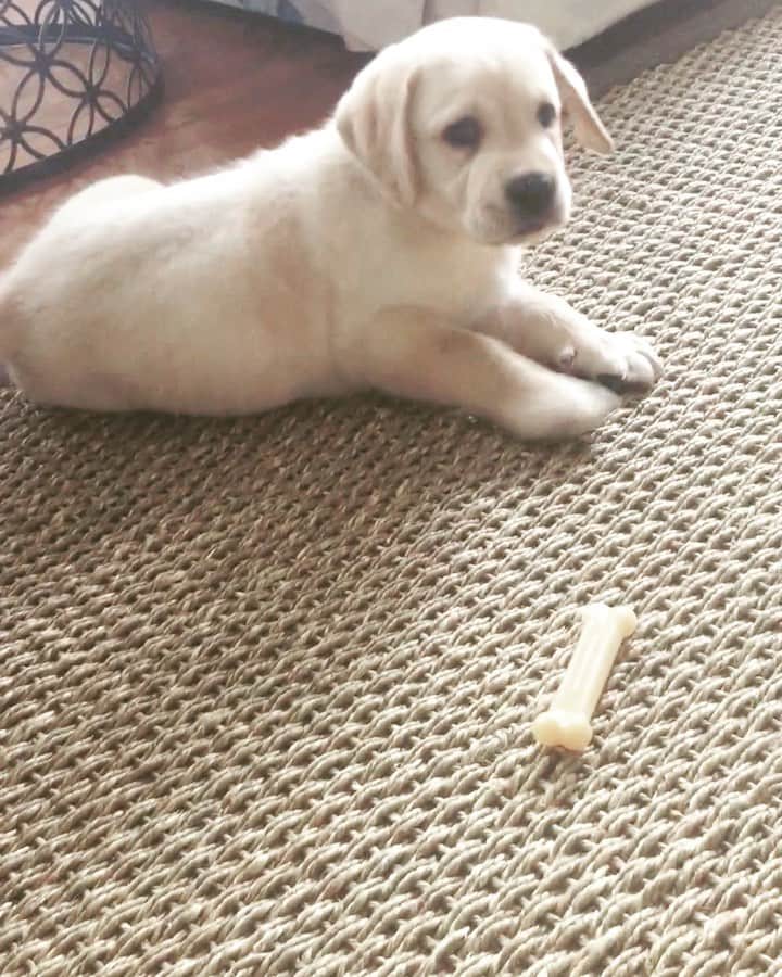 Huckのインスタグラム：「#TBT when I was just 7 weeks old 💙🐾 . . . . . . #truebabyhuck #talesofalab #labrador_class #talesofalabpuppy #thelablove_feature #fab_labs_ #yellowlab #yellowlabsofinstagram #puppies_of_instagram #thelablove #worldofmylab #labphotooftheday #labsofinstagram #puppylove #labs_of_insta」