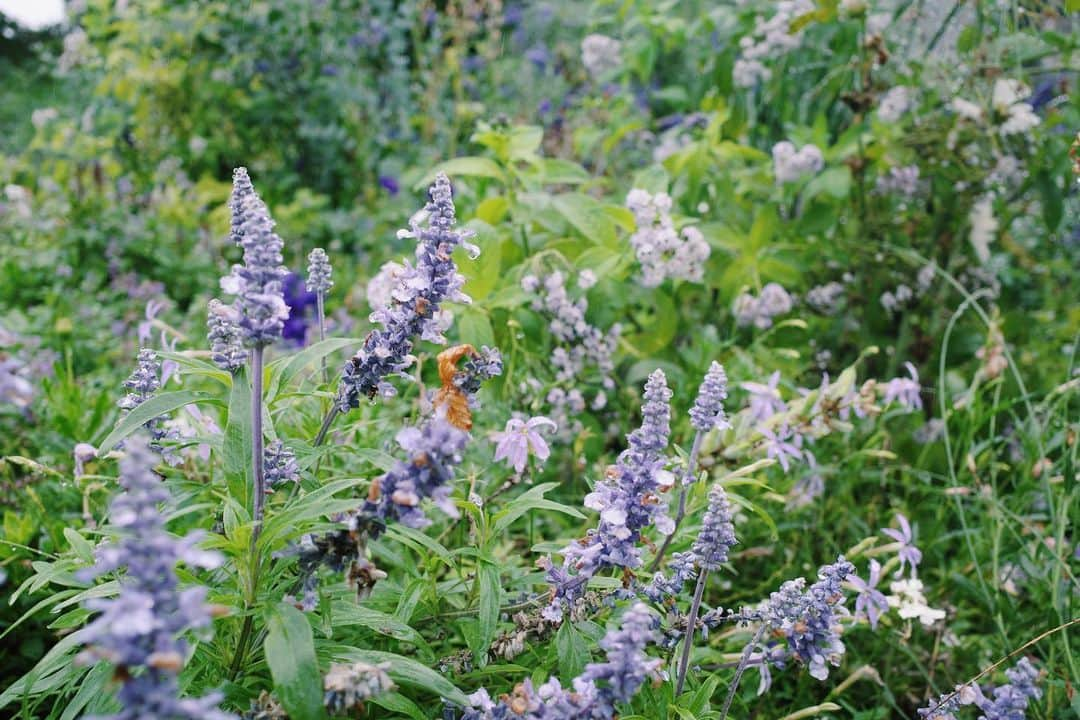 高山都さんのインスタグラム写真 - (高山都Instagram)「濡れた花や木々は彩度が増す。 葉っぱや花びらに乗っかったり、枝にぶら下がった雨粒が、宝石みたいにキラキラしてる。 旅先で、近頃はついつい花の写真ばかり撮ってしまう。 小さな楽しみで、小さなコレクションになりつつある。 #都の旅の記録 #フランス #🇫🇷 #ロワール  #loirevalley @loirevalleytourism」10月11日 6時33分 - miyare38