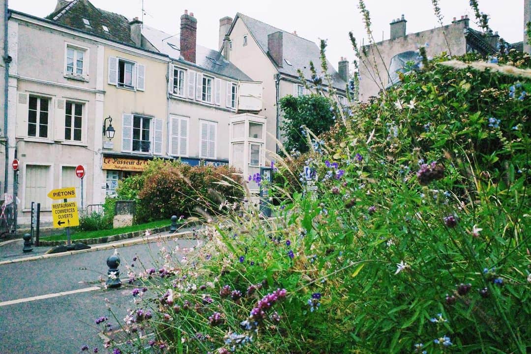 高山都さんのインスタグラム写真 - (高山都Instagram)「濡れた花や木々は彩度が増す。 葉っぱや花びらに乗っかったり、枝にぶら下がった雨粒が、宝石みたいにキラキラしてる。 旅先で、近頃はついつい花の写真ばかり撮ってしまう。 小さな楽しみで、小さなコレクションになりつつある。 #都の旅の記録 #フランス #🇫🇷 #ロワール  #loirevalley @loirevalleytourism」10月11日 6時33分 - miyare38
