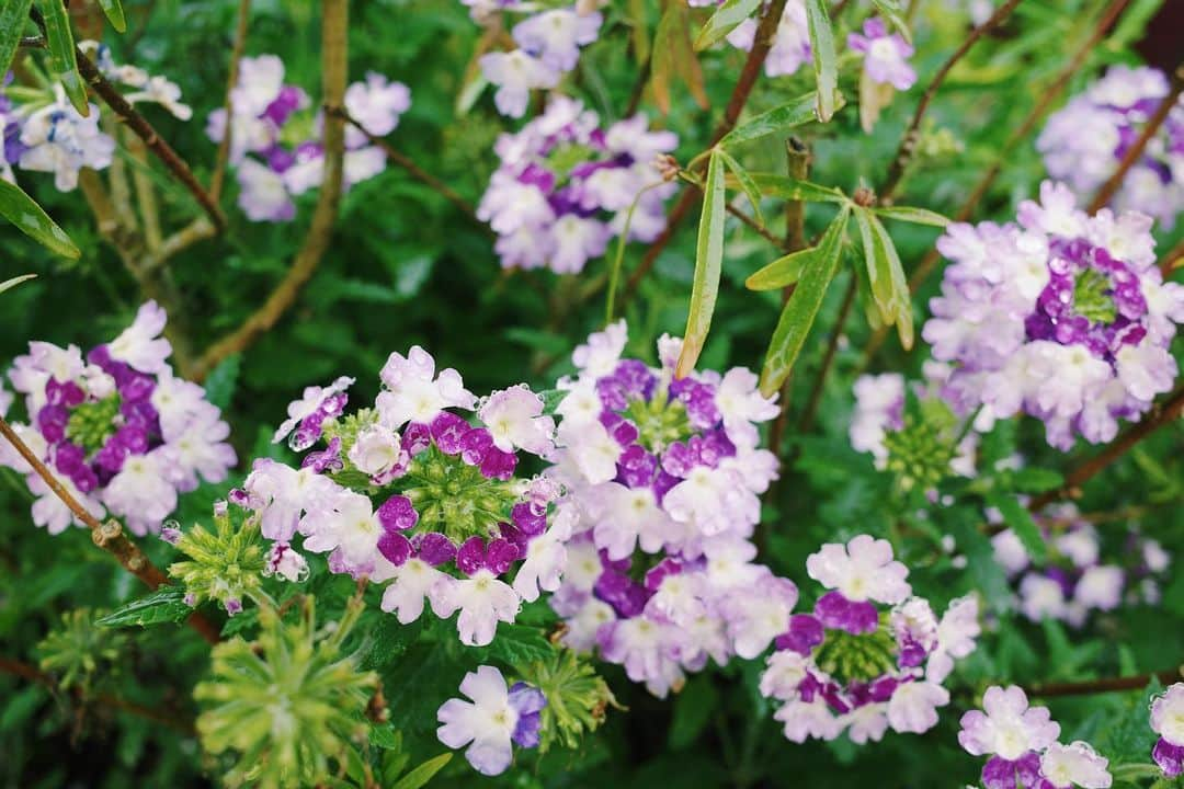 高山都さんのインスタグラム写真 - (高山都Instagram)「濡れた花や木々は彩度が増す。 葉っぱや花びらに乗っかったり、枝にぶら下がった雨粒が、宝石みたいにキラキラしてる。 旅先で、近頃はついつい花の写真ばかり撮ってしまう。 小さな楽しみで、小さなコレクションになりつつある。 #都の旅の記録 #フランス #🇫🇷 #ロワール  #loirevalley @loirevalleytourism」10月11日 6時33分 - miyare38