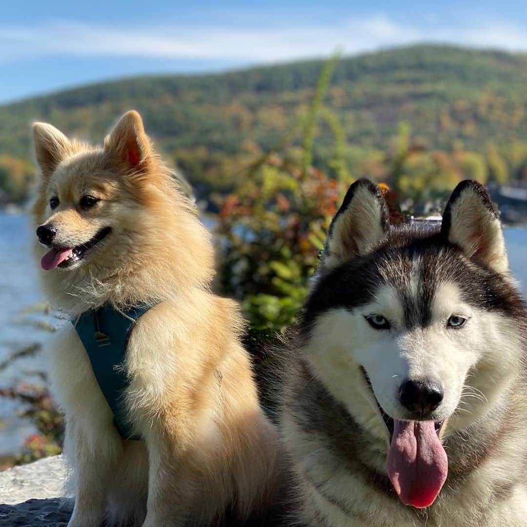 イナキョウコのインスタグラム：「I love these boys 🥰🐾. . . . . . #siberianhusky #husky #pomeranian #pom #pomsky #dogmom #lake #fall #hiking #adk #ny #happy #ilovemydog #dogsarefamily」