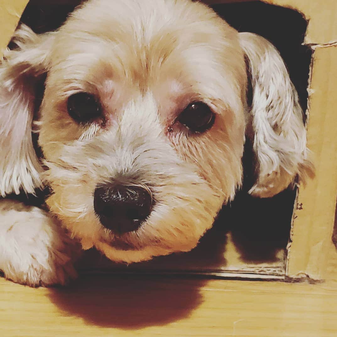 池田香織のインスタグラム：「台風。 ペットはおうちに入れよう！ Let him/her inside🐶🏠！ #typhoon  #dangerous  #japan #台風 #犬 #ペット」