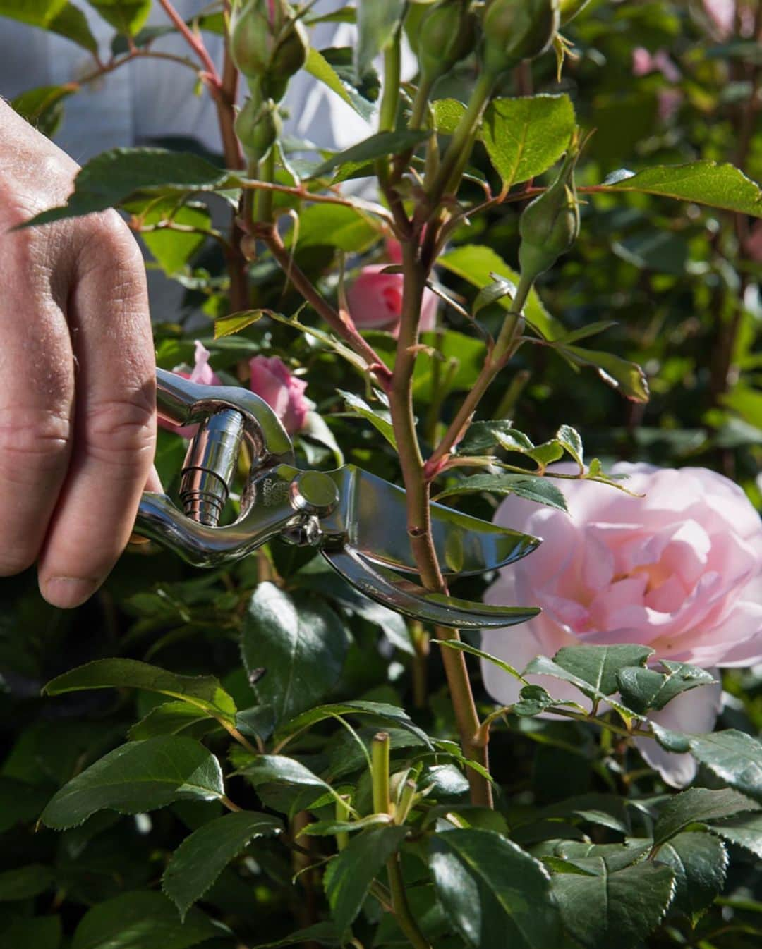 クリスチャンディオールさんのインスタグラム写真 - (クリスチャンディオールInstagram)「In the DIOR PRESTIGE Rose Garden, the Rose de Granville receives patient daily care. It is cultivated in open ground. The rich, organic soil gives the rose bushes 100% of the nutrients essential to their strength & beauty. This micro-nutritive richness is infused into DIOR PRESTIGE La Micro-Huile de Rose. Rose bushes are meticulously hand-trimmed in winter to strengthen their vitality, enabling the magnificent rebirth of roses in spring. The flower is hand-harvested after the morning dew, before the sun rises high, when its center is still closed but the exterior petals start to open. This very moment marks its peak concentration in regenerating molecules, granting DIOR PRESTIGE skincare unparalled anti-aging powers. • #diorskincare #diorprestige #rosedegranville @diorskincare」10月11日 2時46分 - dior