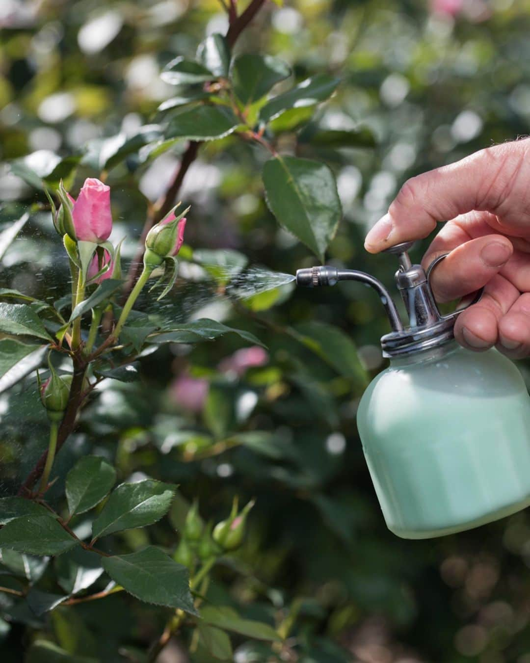 クリスチャンディオールさんのインスタグラム写真 - (クリスチャンディオールInstagram)「In the DIOR PRESTIGE Rose Garden, the Rose de Granville receives patient daily care. It is cultivated in open ground. The rich, organic soil gives the rose bushes 100% of the nutrients essential to their strength & beauty. This micro-nutritive richness is infused into DIOR PRESTIGE La Micro-Huile de Rose. Rose bushes are meticulously hand-trimmed in winter to strengthen their vitality, enabling the magnificent rebirth of roses in spring. The flower is hand-harvested after the morning dew, before the sun rises high, when its center is still closed but the exterior petals start to open. This very moment marks its peak concentration in regenerating molecules, granting DIOR PRESTIGE skincare unparalled anti-aging powers. • #diorskincare #diorprestige #rosedegranville @diorskincare」10月11日 2時46分 - dior