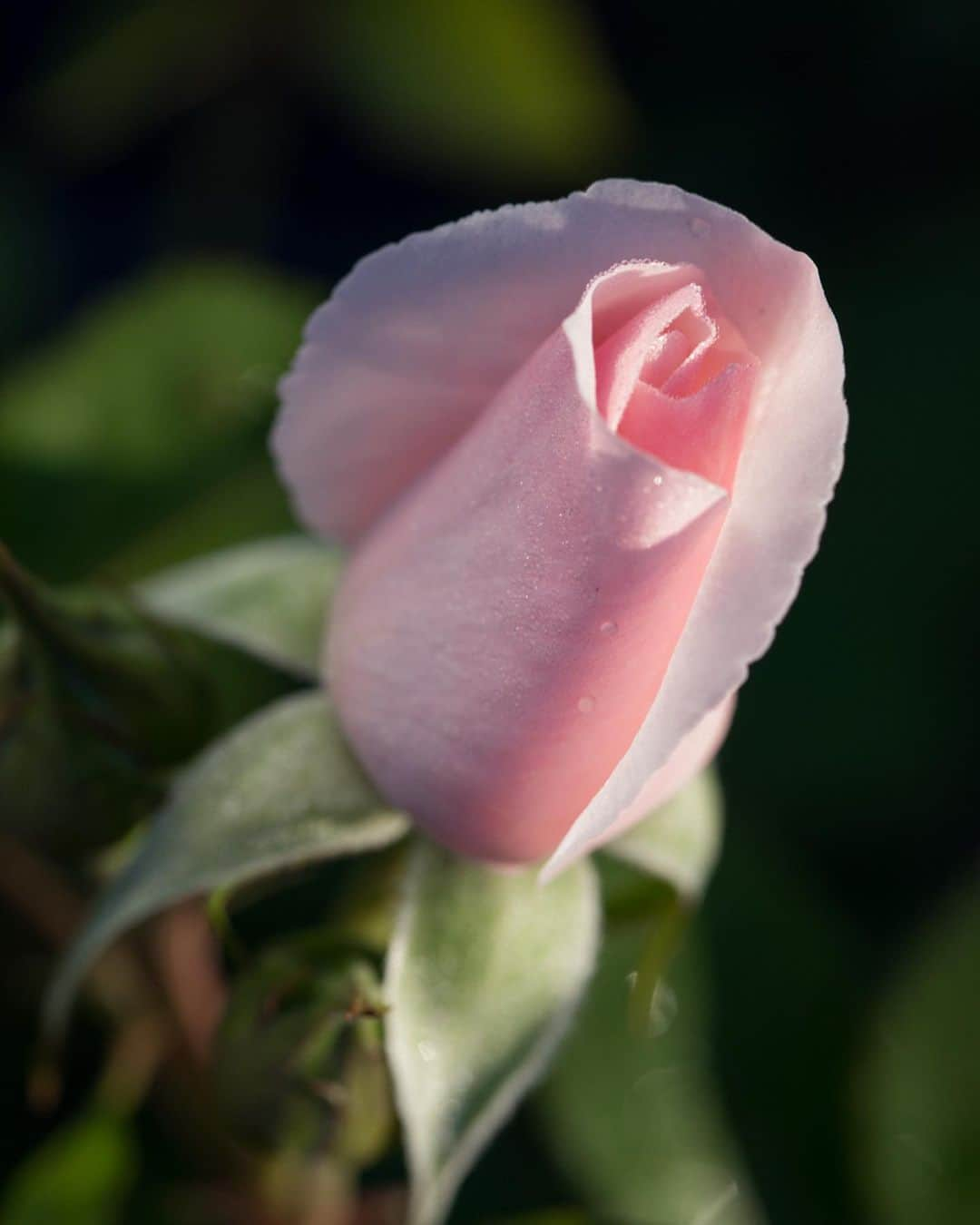 クリスチャンディオールさんのインスタグラム写真 - (クリスチャンディオールInstagram)「In the DIOR PRESTIGE Rose Garden, the Rose de Granville receives patient daily care. It is cultivated in open ground. The rich, organic soil gives the rose bushes 100% of the nutrients essential to their strength & beauty. This micro-nutritive richness is infused into DIOR PRESTIGE La Micro-Huile de Rose. Rose bushes are meticulously hand-trimmed in winter to strengthen their vitality, enabling the magnificent rebirth of roses in spring. The flower is hand-harvested after the morning dew, before the sun rises high, when its center is still closed but the exterior petals start to open. This very moment marks its peak concentration in regenerating molecules, granting DIOR PRESTIGE skincare unparalled anti-aging powers. • #diorskincare #diorprestige #rosedegranville @diorskincare」10月11日 2時46分 - dior