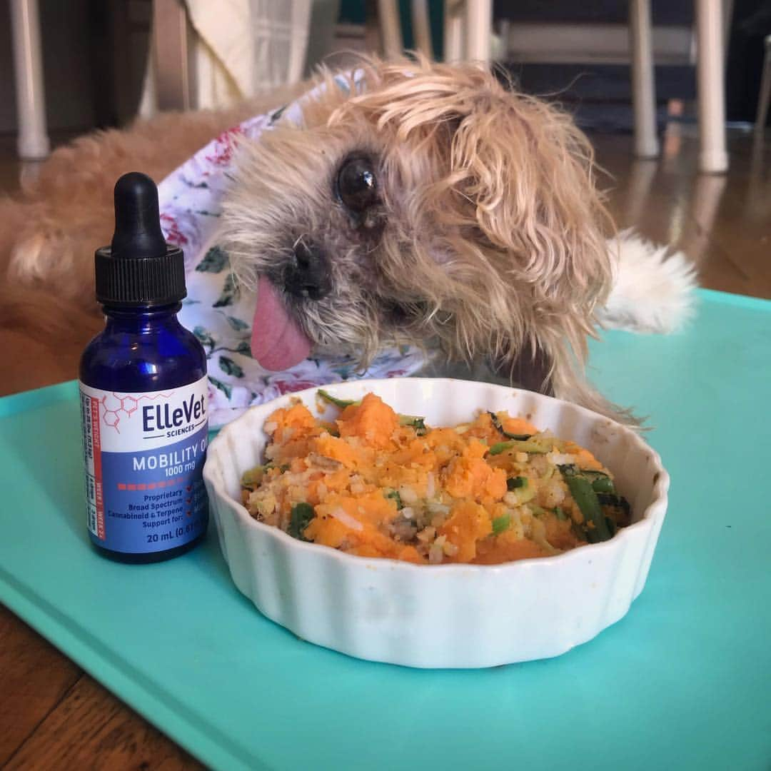 Marnie The Dogのインスタグラム：「CBD y’all! Marnie is in super-senior territory these days (turning 18 soon!), and it feels like a gift to help her be comfy & relaxed in her golden years using CBD oil & treats. Marnie has been having CBD for about 3 months now and we are both big fans. We’ve been happy with ElleVet Sciences CBD, which is the only CBD product proven to work by Cornell University College of Veterinary Medicine in a clinical trial. I put some drops of the CBD oil on her food, and I also give her a treat before bath-time or grooming because those things have been stressing her out a bit lately, and it works like a charm.  Marnie19 is the coupon code for 10% off and free shipping at Ellevetsciences.com or watch our story for the link #ellevet #ellevetsciences #ad」