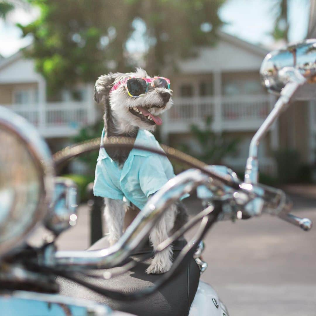 Remix the Dogさんのインスタグラム写真 - (Remix the DogInstagram)「Finally old enough to drive! 🛵 Today I turn 6 years old! The hoomans have been traveling on vacation but promised me a ton of Bday surprises when they get back. How do you think they should spoil me? 🎂🎁🎊🎈🎉」10月11日 4時33分 - remixthedog