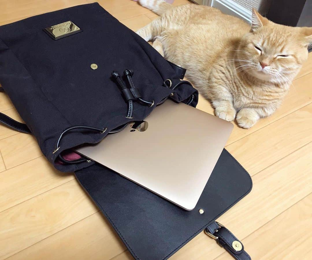 Purin_munchkincatさんのインスタグラム写真 - (Purin_munchkincatInstagram)「ママが最近MacBookを買って色々企んでるらしいにゃ😼✨ プリンは見守り係を担当してますにゃ❤️ PR案件です🍀 @gastonluga 様の素敵なバッグを使わせていただいてます☺️ MacBookや小物も入るポケットもあるので持ち運びに重宝しています🎶💕 公式オンラインストアhttp://gastonluga.com で専用割引コード「15purinnyan」を使うと15%オフ！ 送料無料です✨ 是非チェックしてみてにゃ😻🎶 #GastonLuga #ガストンルーガ #バックパック #マンチカン #茶トラ #短足 #短足マンチカン #ねこ部 #cat #munchkincat #catstagram #ilovecat #ふわもこ部 #munchkinlovers  #にゃんすたぐらむ #ねこのいる生活」10月11日 14時27分 - purin_nyan