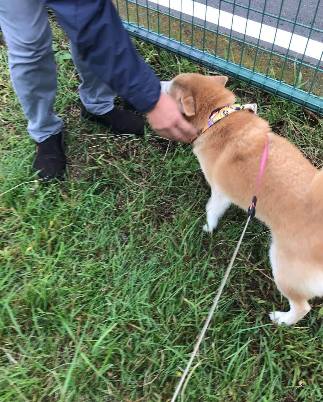 柴犬のモモさんのインスタグラム写真 - (柴犬のモモInstagram)「おはようございます。大好きなお友達ワンコのパパさん、出勤途中にも関わらず撫で撫でしてくれました。車に戻る時にはしっかりと「行かないで」の足跡を残していきました #いぬ #イヌ #犬 #柴犬 #赤柴 #日本犬 #犬バカ部 #ふわもこ部 #いぬら部 #癒しわんこ #柴犬マニア #犬のいる暮らし #口角キュキュッと部 #shiba #shibainu #shibadog #dogstagram #dogsofinstagram #shibastagram #shibasofinstagram #shibamania #inu #instadog #toyota_dog」10月11日 6時54分 - shi_ba_i_nu_momo