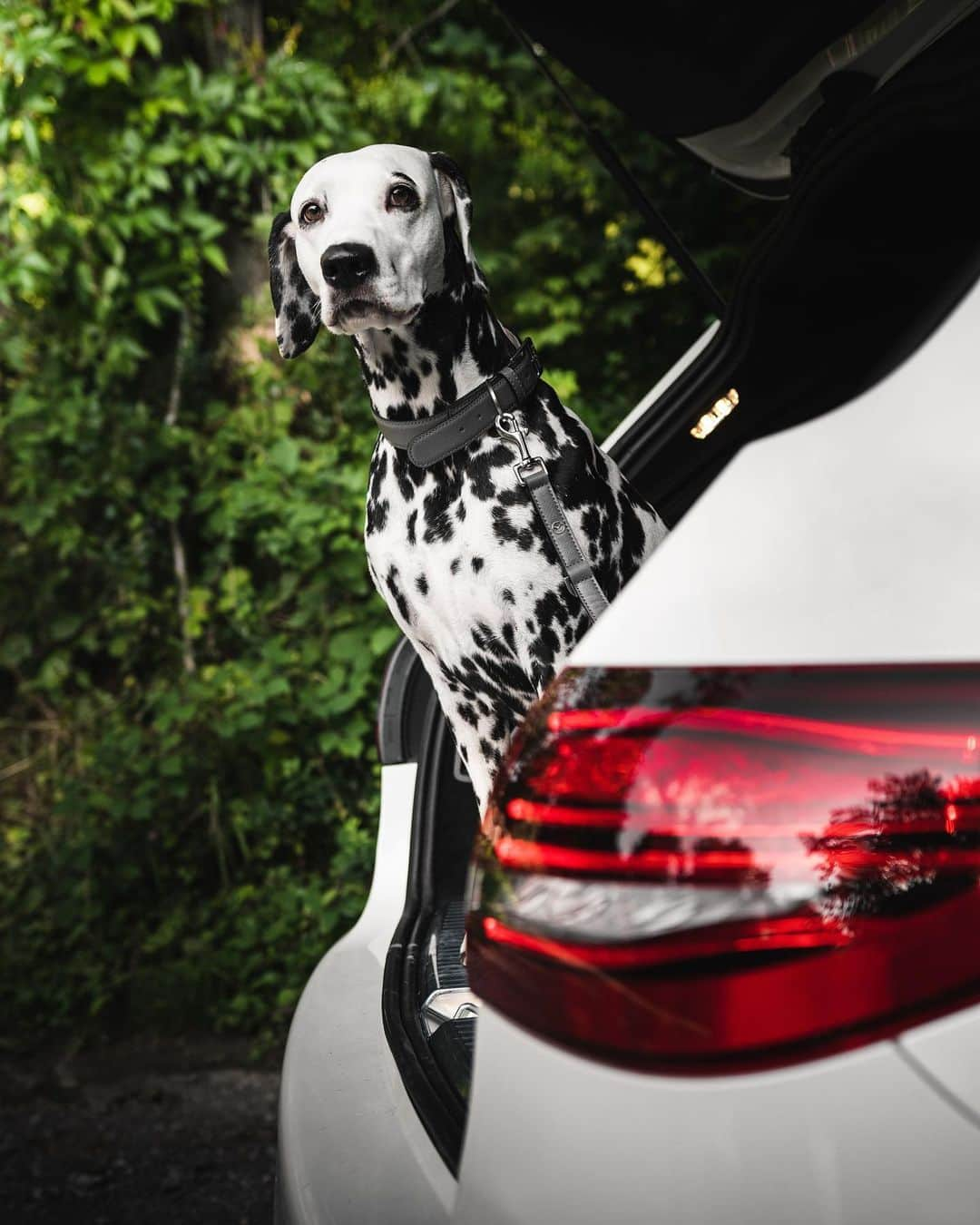 メルセデス・ベンツさんのインスタグラム写真 - (メルセデス・ベンツInstagram)「Riding in style goes beyond the car itself. With a matching Mercedes-Benz collar, lead and cushion your furry friend will be well off. Click on the tags to buy them! #MercedesBenz #dog #dogsofinstagram #dogstagram #accessories #worlddogday #dogday 📸 @hanneslhauser for #MBsocialcar」10月11日 7時11分 - mercedesbenz