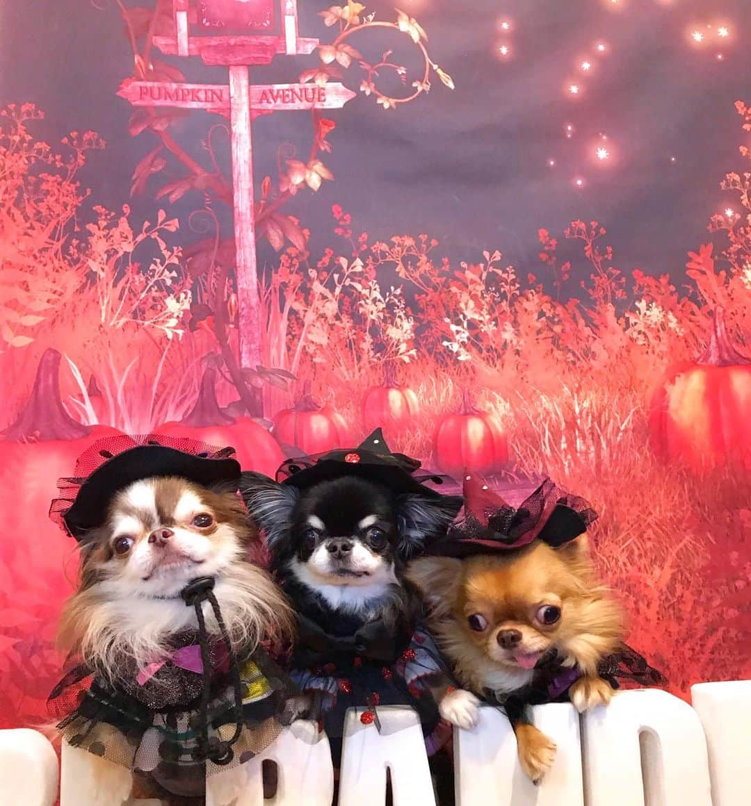 kayoのインスタグラム：「* * 魔女っ子3人組🧙‍♂️🧙‍♀️🧙‍♂️💫 * * Lychee🎃Melon🦇kulio🕸 * * #ハロウィン #Halloween * #chihuahua#chihuahualove#dogstgram#dog#instadog#チワワ#チワワ大好き * *」