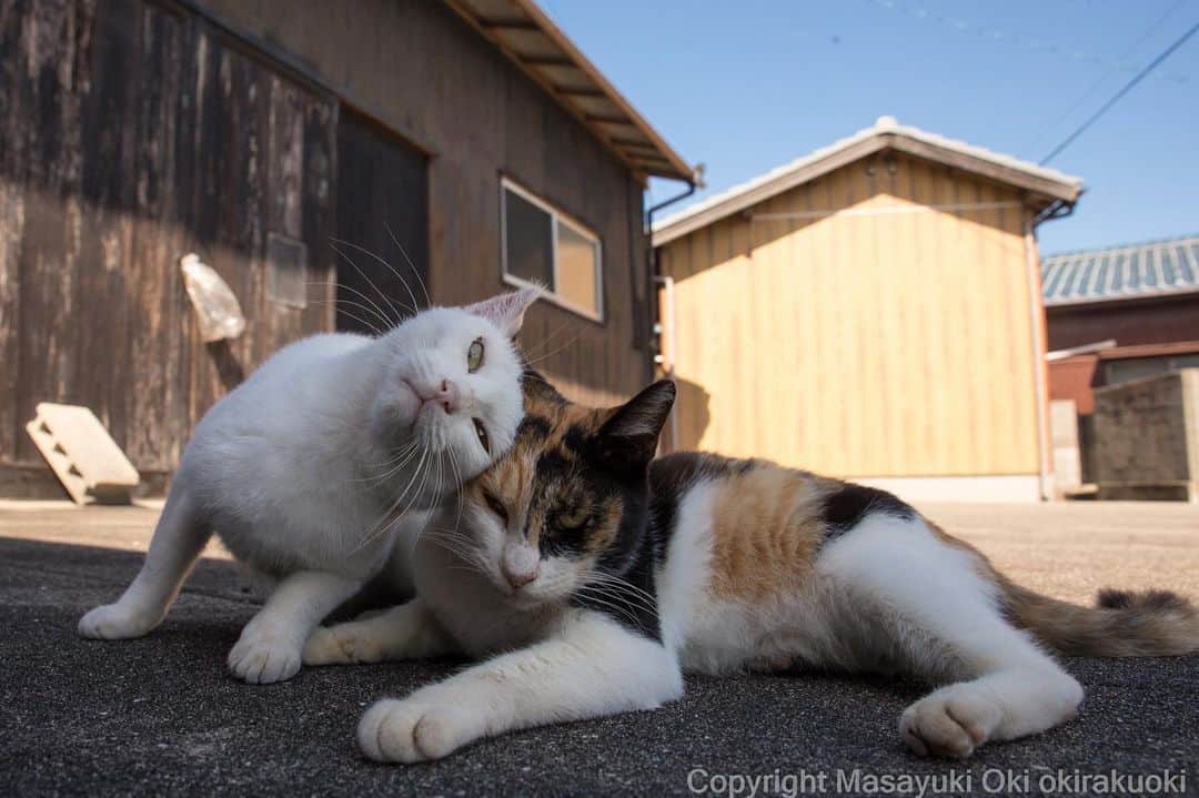 Masayukiさんのインスタグラム写真 - (MasayukiInstagram)「リア充。  おはようございます。 Good morning from Cat island Japan 🐈🐈⛅️ #cat #ねこ #love」10月11日 7時28分 - okirakuoki