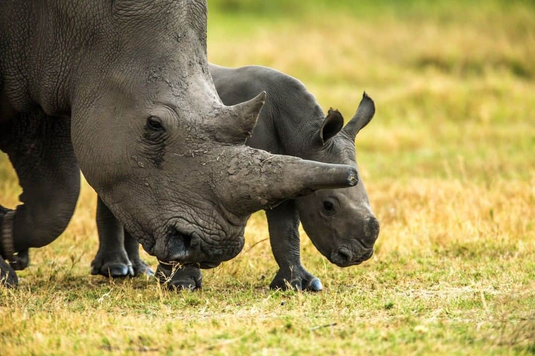 ナショナルジオグラフィックのインスタグラム