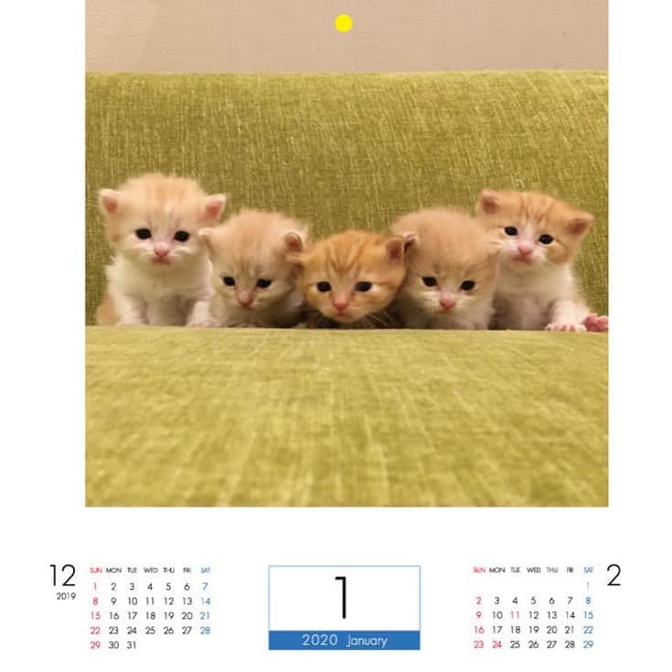 yachimon3のインスタグラム：「まいるんちのカレンダーを早速予約⤴️ カイル🦁テッド🐻が載ってる😍 届くのが楽しみ✨ #まいるんち #右がテッド #左から２番がカイル」