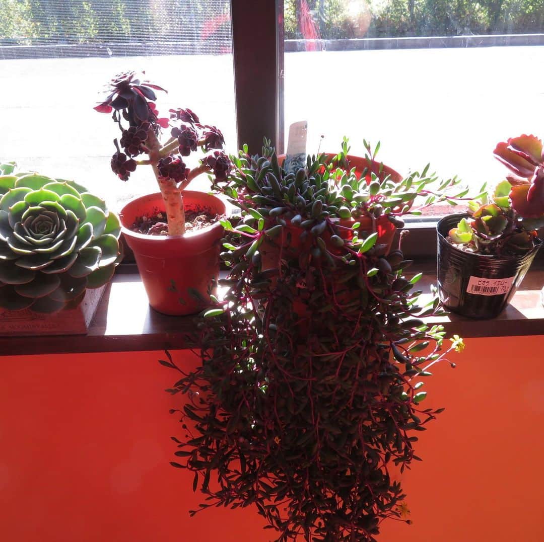 魔女菅原のグルメインスタ