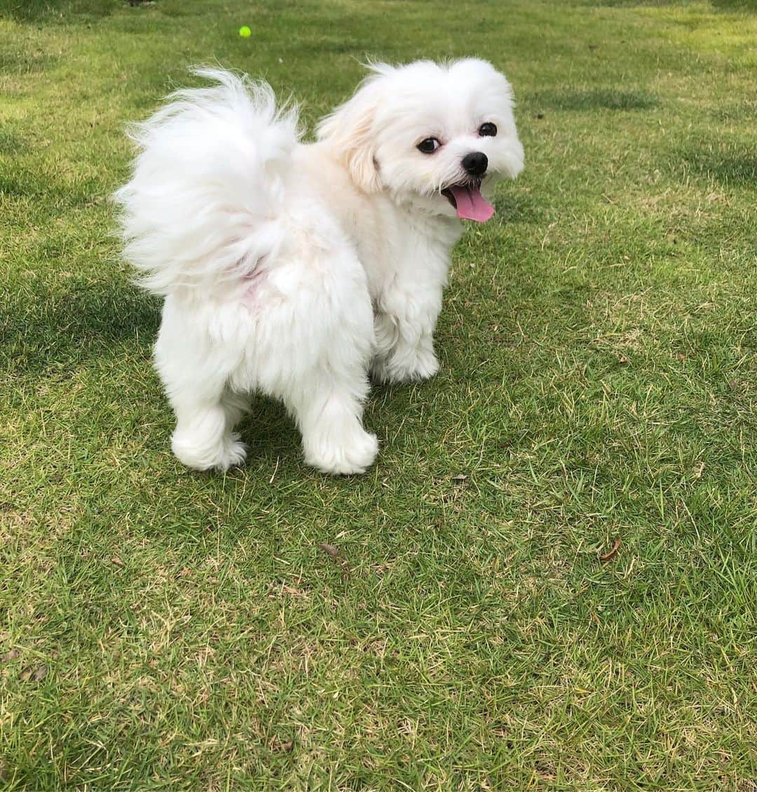 小野真弓さんのインスタグラム写真 - (小野真弓Instagram)「おはようございます^_^ 雨がやんだ隙に、お散歩！✨(o^^o) 台風の準備、昨日からやっておりますが、、関東甲信、最大瞬間風速65メートルって文字を見かけました。もはや竜巻❓💦 15号の瓦礫、、土囊袋だけではやっぱり心配なので、、大きなネットを探しに行こうと思います。ネットの上に土囊袋作戦。安心まではできないですが、せめてやれる事だけはやっておこうと思います。。🏠🌪 飛散して、他所様の家を破壊する事が恐怖です。家回りの点検を何度もぐるぐるぐるぐる #台風19号 皆様もお気をつけて、よい一日を。」10月11日 8時20分 - hanaharuaroi