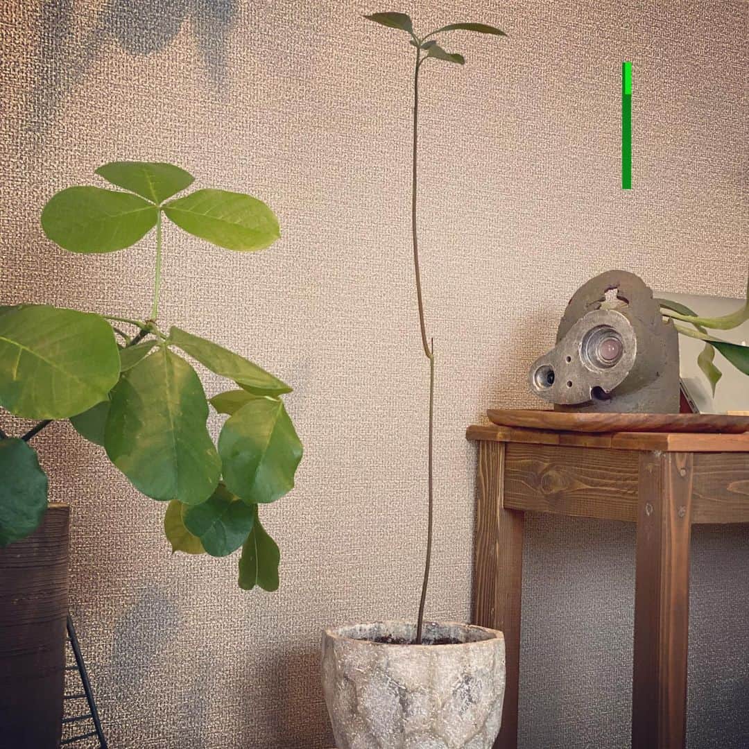 横峰沙弥香さんのインスタグラム写真 - (横峰沙弥香Instagram)「ジャングルにされるのか！ #発芽ボーイ #アボカド #大きくなりました #まめちゃん #ゆめこ #兄妹 #こども #家族 #きょうの息子 #きょうの娘 #絵日記 #イラスト #clipstudio #ipadpro #applepencil 芽を摘んだのに脇芽が更に真っ直ぐに伸びて不安定に…… 次は様子を見ながら添え木」10月11日 9時32分 - sayakayokomine