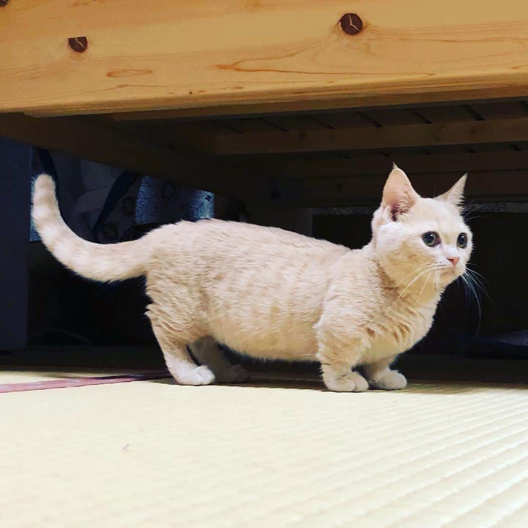 古市憲寿さんのインスタグラム写真 - (古市憲寿Instagram)「まだ猫さん。」10月11日 10時51分 - poe1985