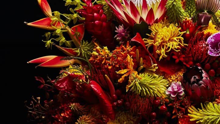 椎木俊介のインスタグラム：「Flowers  #azumamakoto #makotoazuma #shiinokishunsuke #amkk #amkkproject #flowers #flowerart #東信 #東信花樹研究所 #花  #timelapse #60秒 #60s」