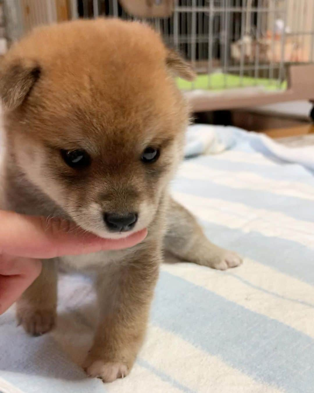 豆柴 サニーちゃんさんのインスタグラム写真 - (豆柴 サニーちゃんInstagram)「. . HELLO〜こんにちわん🐻🍼🎶 . いっちょまえに 『わん！わん』って吠えた❣️😆 . . 昨日は 生後26日目の さにたんの妹ちゃんに 会いに行って来ました💕 . . YouTubeも見てね🧸 【豆柴サニーちゃん】と検索🔍 プロフィール欄からも飛べます . . #さにたんの妹ちゃん #すくすく成長中 #ラムちゃんいっちょまえシリーズ #一丁前 #犬だぞ #生後26日目 #26daysoldpuppy #mameshibapuppy #sister🐻🐻 . #柴犬#豆柴 #赤柴 #まめしばいぬ#まめしば#いぬのきもち#ふわもこ部 #サンデイ#サンデイいぬ組#anicas#shiba_snap #shibainu #shiba#mameshiba #豆柴サニーちゃん」10月11日 11時51分 - sunny_rei_32