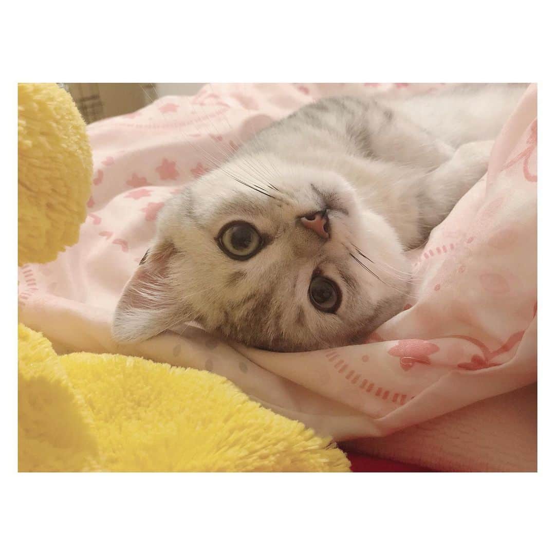 山谷花純さんのインスタグラム写真 - (山谷花純Instagram)「まる。 #ミヌエット #まるとの生活 #猫がいる生活 #にゃんすたぐらむ」10月11日 12時01分 - kasuminwoooow
