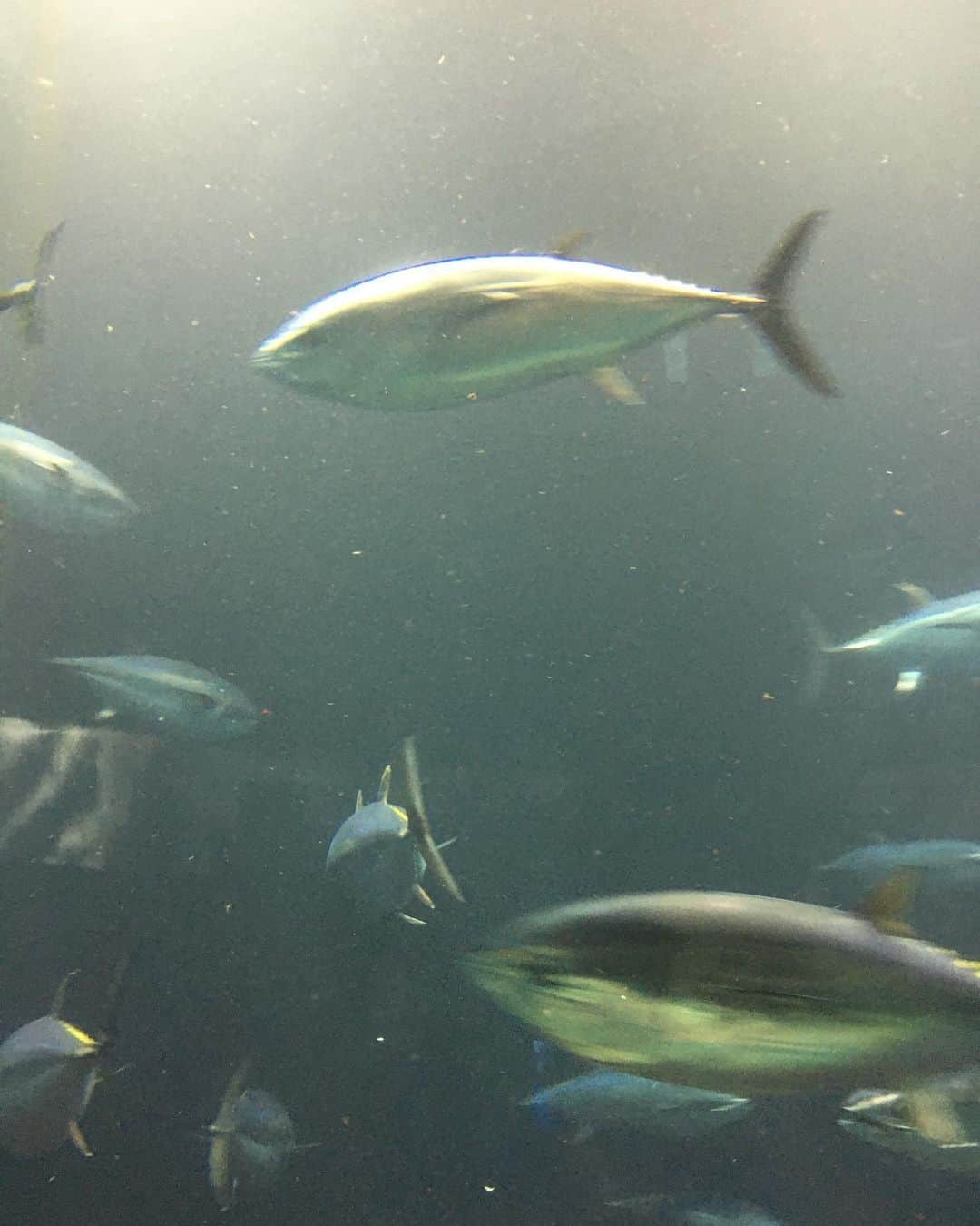 落合モトキのインスタグラム：「マグロは銀2m! #すしざんまい」