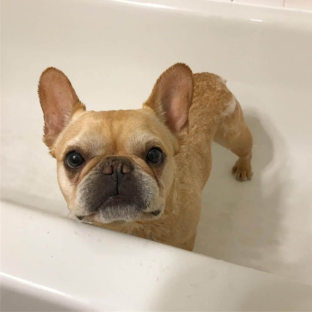 Hamlinのインスタグラム：「Well, let me tell you where I’m not at. An all-you-can-handle crepe bar with VIP access to all the fruit compotes. At least the soap smells a bit like lavender. .......... #bathtime #allclean #sendcompotes」
