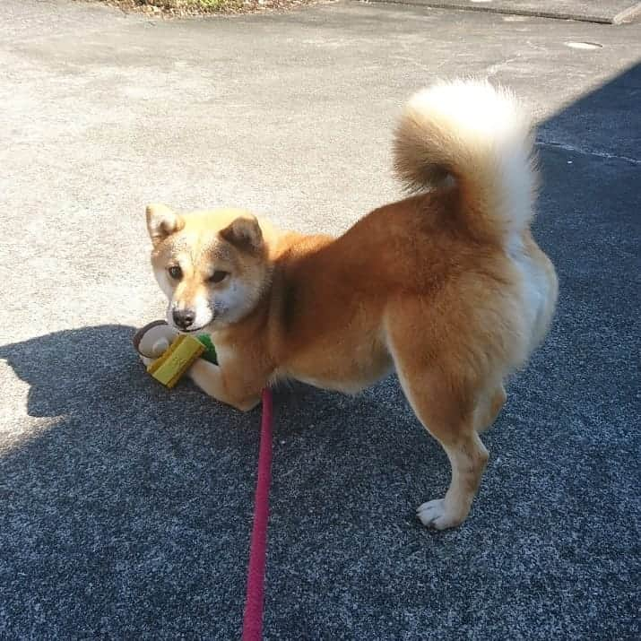 柴犬たま Shibainu Tamaのインスタグラム