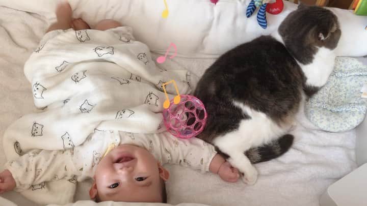 のインスタグラム：「👶🏻Daughter and Mamechiyo😸. They are close friends. . .  今日で👶🏻生後5ヶ月です🎉 産まれた時はゆず丸٩( ᐛ )وサイズだった ムスメの体重もそろそろ7kg。 うちの最重量横綱まろん🌰 （メインクーンmix ♀7.5kg）まであと少し！ 大きくムチムチに成長しました👶🏻 . . いつもママ千代は側で ジッと我慢してくれてありがとう🤣💗 . . 我が家の2019年今年の漢字はきっと、【　毟　】🤣💦 少ない毛　と書いて毟る こんなに毟るって使ったのは人生初です✊笑 . . いつか豆千代がハゲないか少し心配ですが、 今のところ大丈夫そうです🙆‍♀️👌 . . ⬇️⬇️👶🏻😽💕⬇️⬇️ #まんまるとムスメ . 本日ムスメのアカウント作りました 👉　@chiyo.mame_baby  です👶🏻 . . #ScottishFold #スコティッシュフォールド #ねこ部  #猫#子猫#ScottishFold_Mamechiyo #まん丸ねこ部  #catsofworld #cat #cats #catstagram #kitten #kitty #petstagram #petsagram #catoftheday #baby#catsofinstagram #ilovemycat #instagramcats  #赤ちゃんと猫 #猫と赤ちゃん #赤ちゃんのいる生活  #生後5ヶ月 #赤ちゃん#ママ千代」