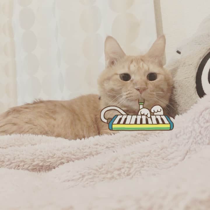 森永理科のインスタグラム：「ねこsnowで鍵盤ハーモニカとらやん。 ＃きょうのとらやん #cat #猫」