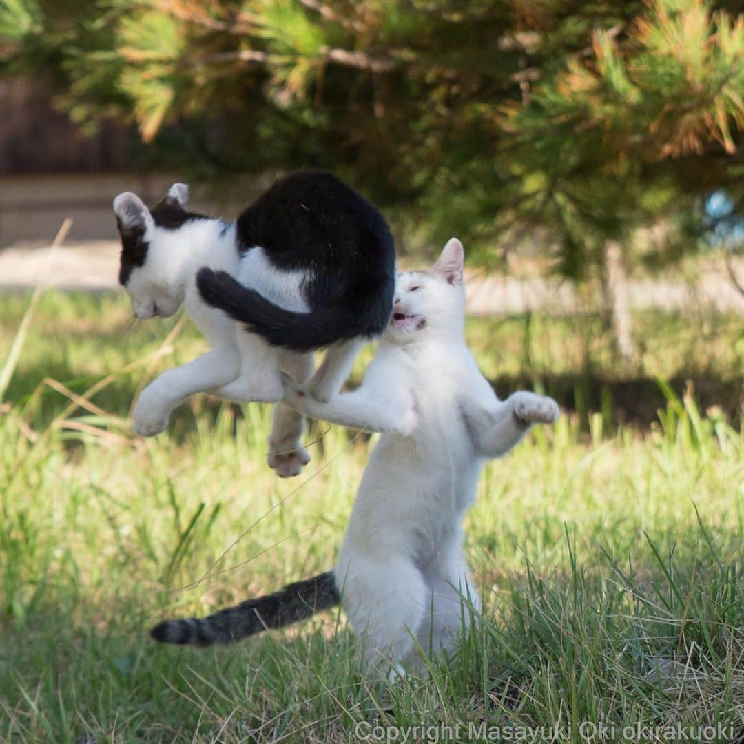 Masayukiさんのインスタグラム写真 - (MasayukiInstagram)「手に乗せてみる。  #cat #ねこ」10月11日 13時27分 - okirakuoki