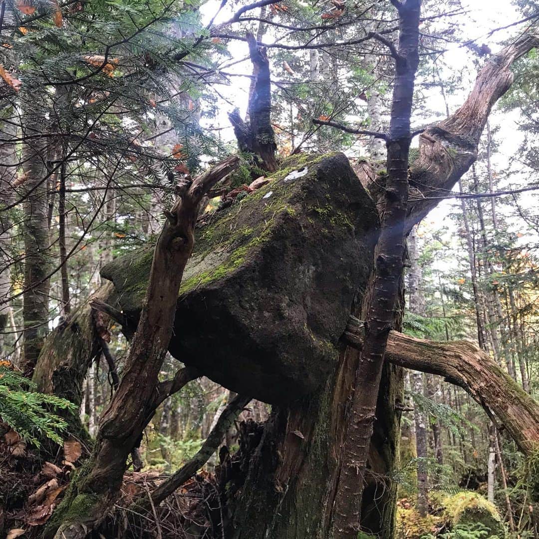 藤代冥砂さんのインスタグラム写真 - (藤代冥砂Instagram)「北八ヶ岳山中を歩いてたら、大岩が木々の間に。どうしてだろう？崖下ではないので、木が成長時に持ち上げたのか？はてな❓  #北八ヶ岳」10月12日 0時01分 - meisafujishiro