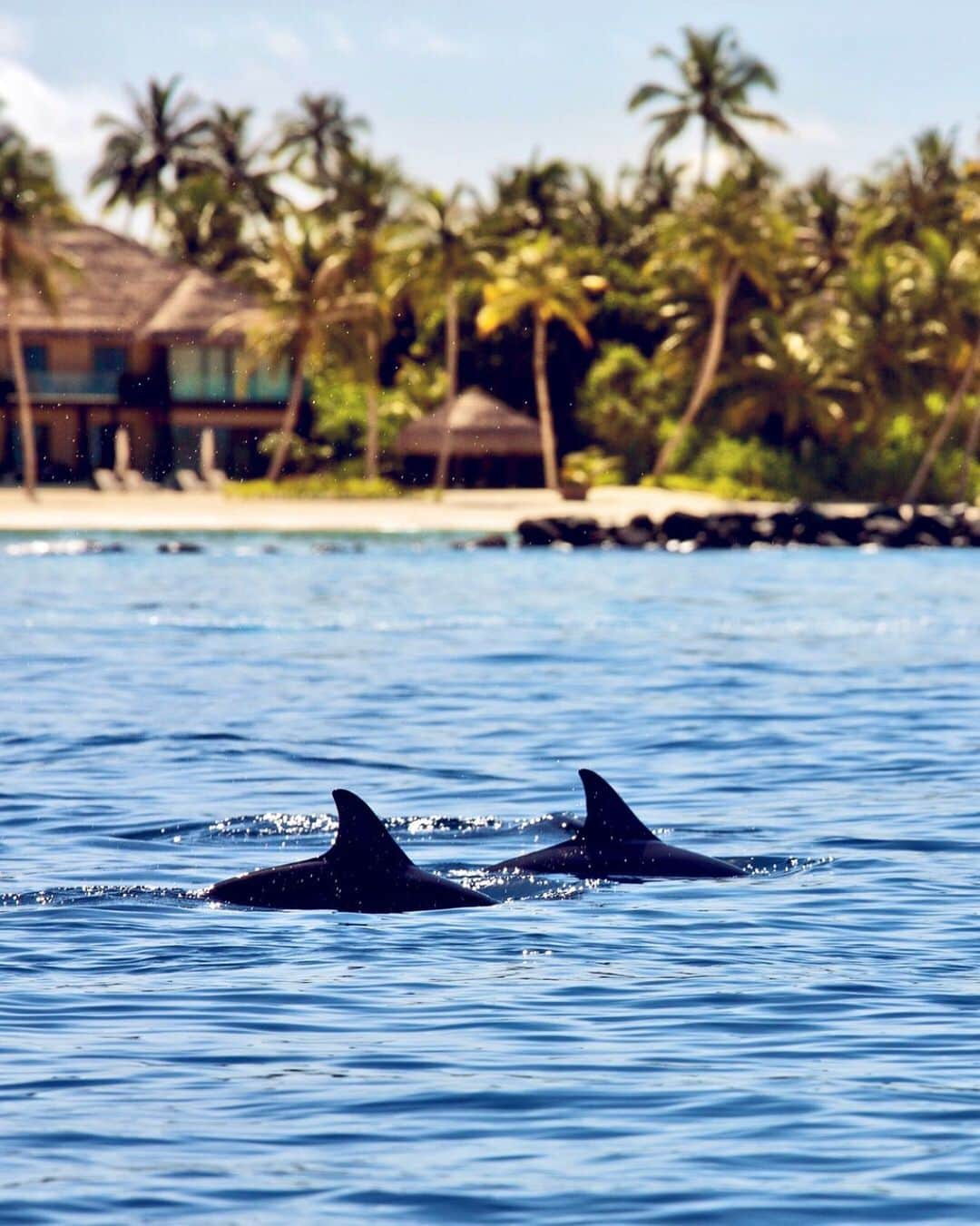 Velaa Private Islandさんのインスタグラム写真 - (Velaa Private IslandInstagram)「There's nothing more magical than spotting a pod of playful dolphins prancing in the warm, blue waters at #VelaaPrivateIsland!  #VelaaMoments」10月12日 0時11分 - velaaprivateisland