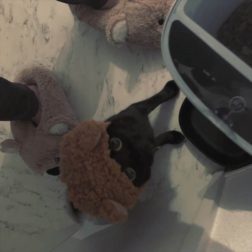 chiiiiiのインスタグラム：「¿🐻jill🙃? 謎の生物  みんな台風気をつけてね。」