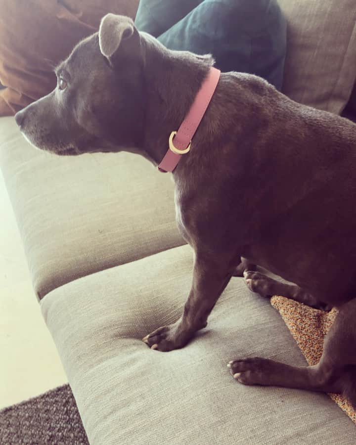 ジェニファー・ホーキンスのインスタグラム：「Chilln with mum and Milly today ❤️😍 My dog literally thinks she’s human!? Ha!」