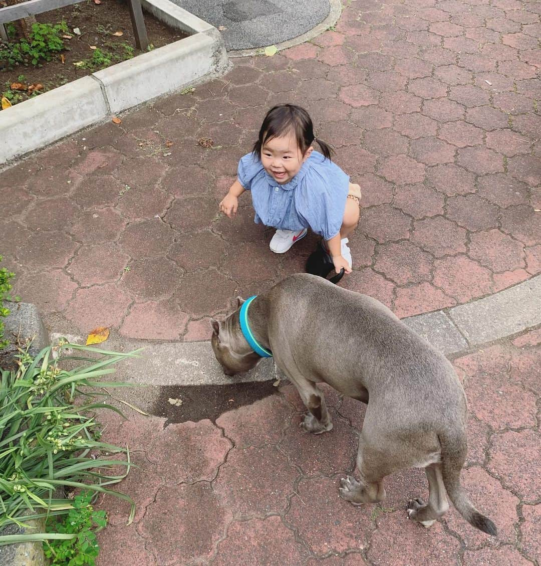 鈴木六夏さんのインスタグラム写真 - (鈴木六夏Instagram)「お散歩したがりちゃん。」10月11日 17時53分 - rikuka.62