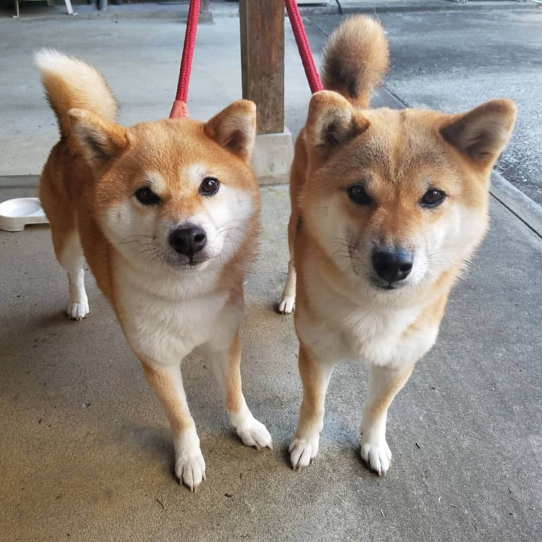 柴犬たま Shibainu Tamaさんのインスタグラム写真 - (柴犬たま Shibainu TamaInstagram)「* 明日・明後日で、東日本を中心に非常に強い台風が接近する予報です🌀該当地域の皆様、今のうちから備えを🙏 * 外飼いしてるワンコやニャンコ、その他の大切な家族も家に入れてあげてくださいね😢風が強いようなので犬小屋など飛びそうなものも片付けて❗ガラスが割れる危険性もあるので窓際で過ごすのも注意が必要です‼️ * 大きな被害が出ませんように💦 * Caption trans🇬🇧 A very strong typhoon is approaching Japan tomorrow and the day after tomorrow🌀  Please prepare for the typhoon🙏  I pray that there will be no major damage💦 * #柴犬たま #たママ #たま家族 #柴犬ミケ #妊婦ミケ #かなりひし形 #カモメ眉 #カモメ眉毛 #両津勘吉 #柴犬 #shiba #shibainu #shibastagram #犬 #dog #多頭飼い」10月11日 17時48分 - tama7653